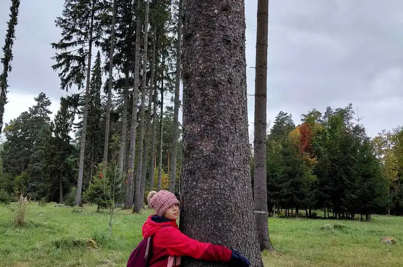 Den stromů v 3. C